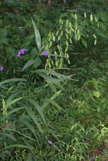 Chasmanthium latifolium, whole plant - in flower - general view