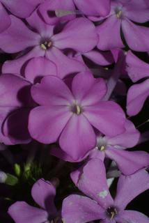 Phlox paniculata, inflorescence - frontal view of flower