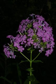 Phlox paniculata, inflorescence - whole - unspecified