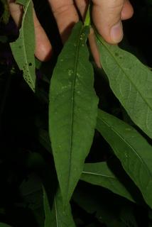 Phlox paniculata, leaf - basal or on lower stem