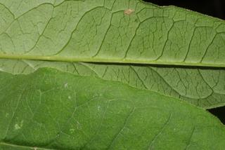 Phlox paniculata, leaf - margin of upper + lower surface