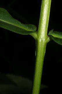 Phlox paniculata, stem - showing leaf bases