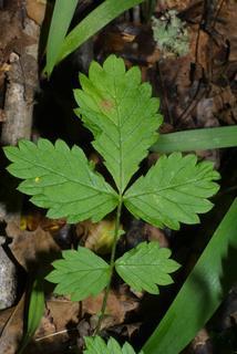 Agrimonia rostellata, leaf - basal or on lower stem