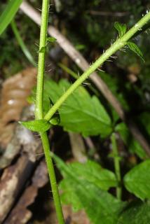 Agrimonia rostellata, stem - showing leaf bases