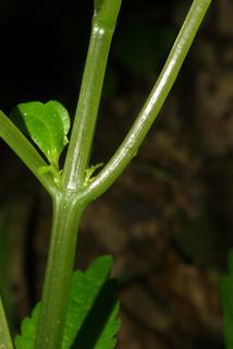 Pilea pumila, stem - showing leaf bases