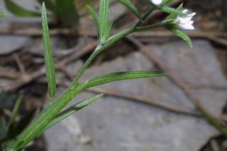 Heliotropium tenellum, leaf - on upper stem