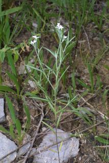 Heliotropium tenellum, whole plant - in flower - general view