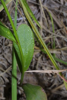Lobelia spicata, leaf - on upper stem