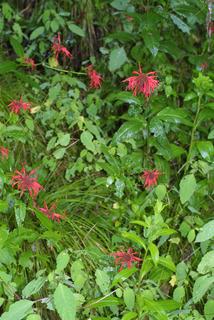 Monarda didyma, whole plant - in flower - general view