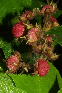 Rubus odoratus, fruit - as borne on the plant