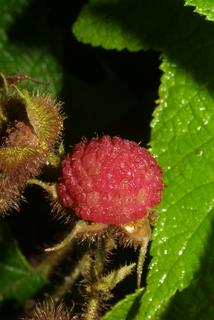 Rubus odoratus, fruit - lateral or general close-up