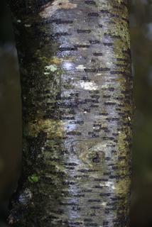 Betula lenta, bark - of a medium tree or large branch