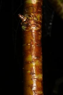 Betula lenta, bark - of a small tree or small branch