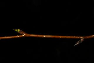 Betula lenta, twig - winter overall