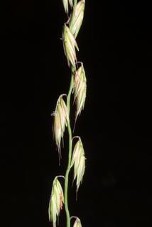 Bouteloua curtipendula, inflorescence - lateral view of flower