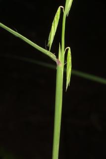 Bouteloua curtipendula, stem - showing leaf bases