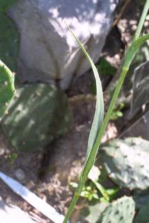 Eryngium yuccifolium, leaf - on upper stem