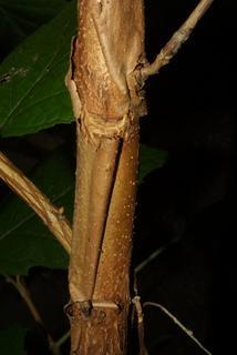 Hydrangea quercifolia, bark - of a small tree or small branch