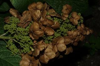 Hydrangea quercifolia, inflorescence - whole - unspecified