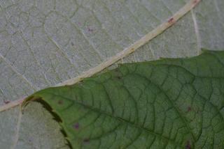 Hydrangea quercifolia, leaf - margin of upper + lower surface