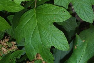 Hydrangea quercifolia, leaf - whole upper surface