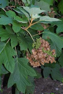 Hydrangea quercifolia, whole tree or vine - general