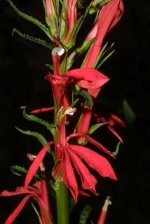Lobelia cardinalis, inflorescence - frontal view of flower