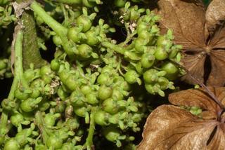 Hydrangea quercifolia, fruit - juvenile
