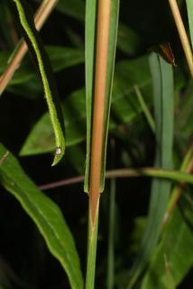 Schizachyrium scoparium, stem - showing leaf bases