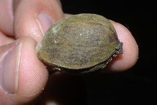 Carya pallida, fruit - lateral or general close-up