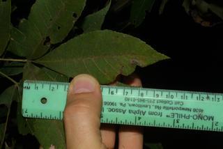 Carya pallida, leaf - unspecified