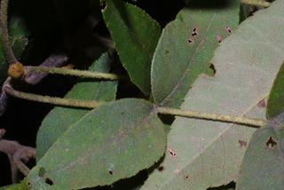 Carya pallida, leaf - unspecified