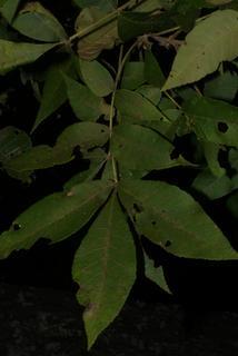Carya pallida, leaf - whole upper surface