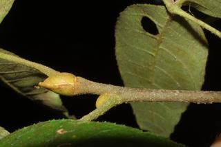 Carya pallida, twig - close-up winter terminal bud
