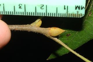 Carya pallida, twig - close-up winter terminal bud