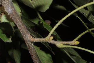 Carya pallida, twig - orientation of petioles