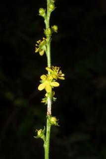 Agrimonia pubescens, inflorescence - frontal view of flower