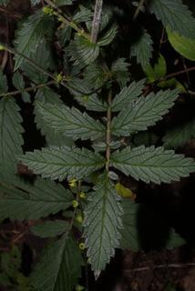 Agrimonia pubescens, leaf - basal or on lower stem