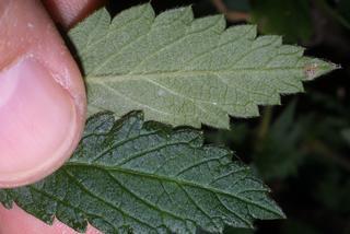 Agrimonia pubescens, leaf - margin of upper + lower surface