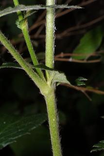 Agrimonia pubescens, stem - showing leaf bases