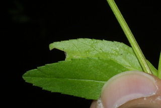 Phyla lanceolata, leaf - margin of upper + lower surface