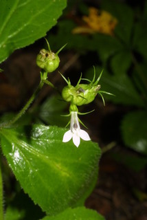 Lobelia inflata, inflorescence - frontal view of flower