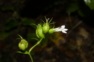 Lobelia inflata, inflorescence - lateral view of flower