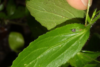 Lobelia inflata, leaf - margin of upper + lower surface