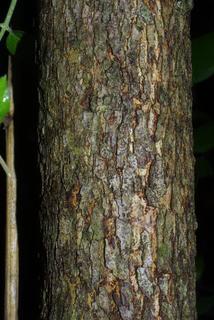 Crataegus punctata, bark - of a medium tree or large branch