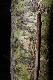 Crataegus punctata, bark - of a small tree or small branch
