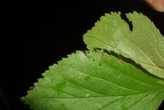 Crataegus punctata, leaf - margin of upper + lower surface