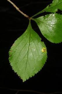 Crataegus punctata, leaf - whole upper surface