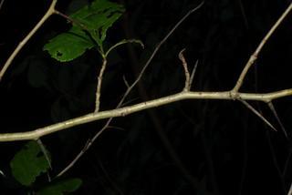 Crataegus punctata, twig - orientation of petioles