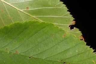 Betula lenta, leaf - margin of upper + lower surface